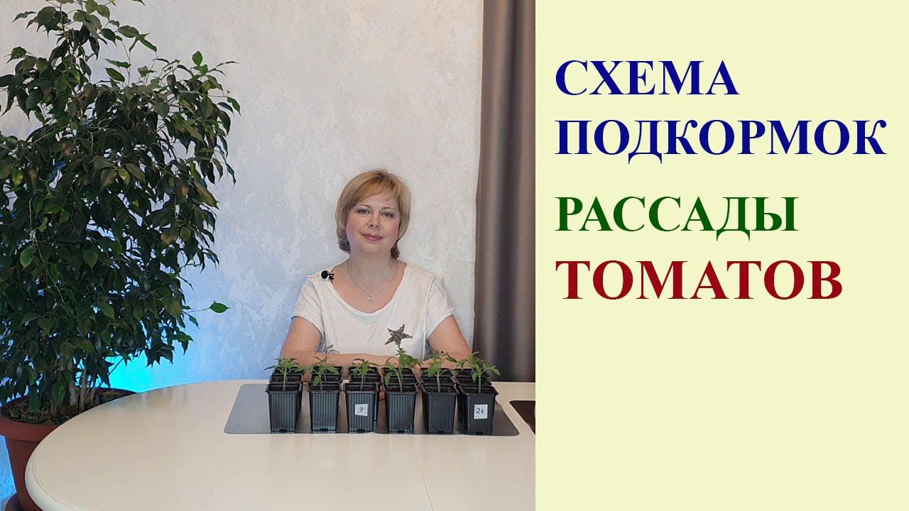 СХЕМА ПОДКОРМОК РАССАДЫ ТОМАТОВ