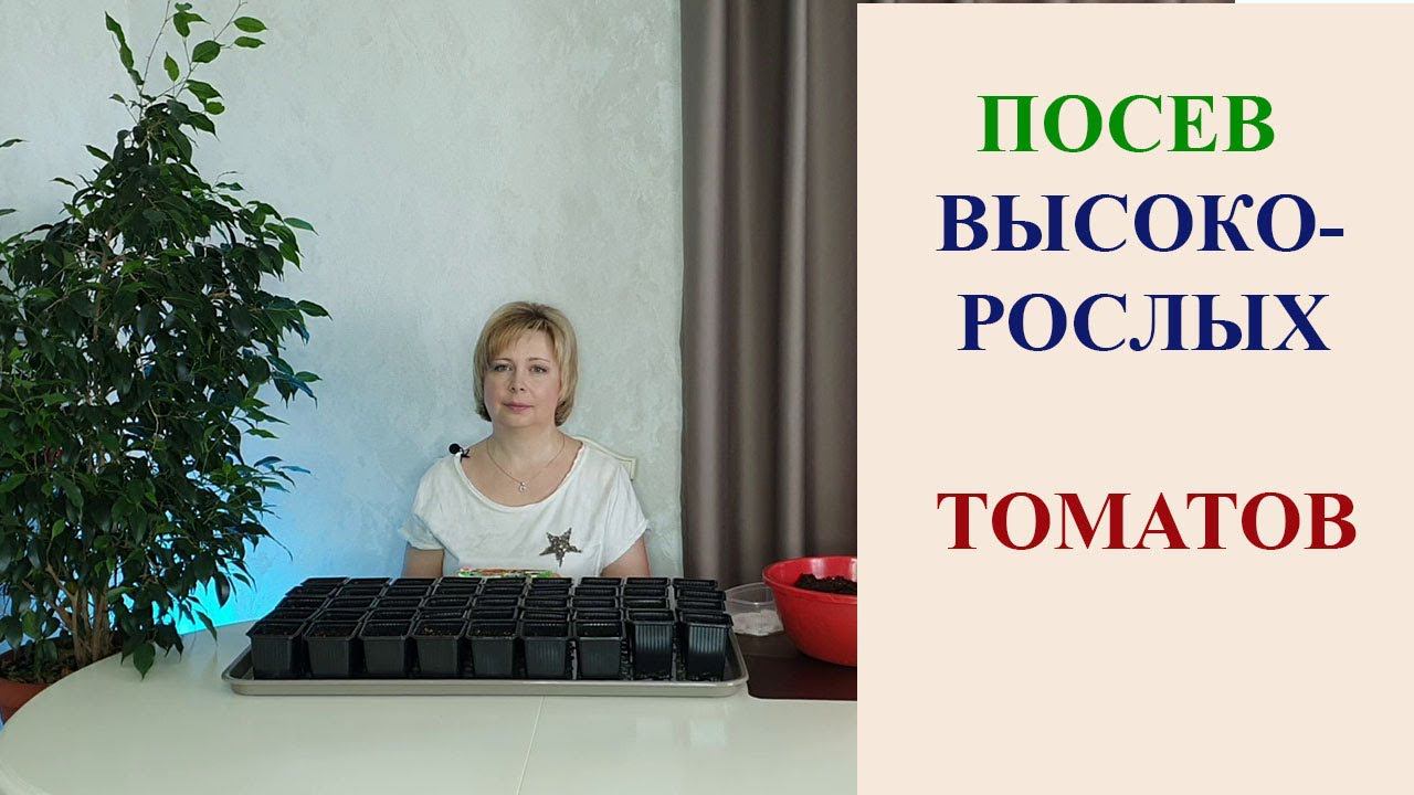 ПОСЕВ ВЫСОКОРОСЛЫХ ТОМАТОВ.