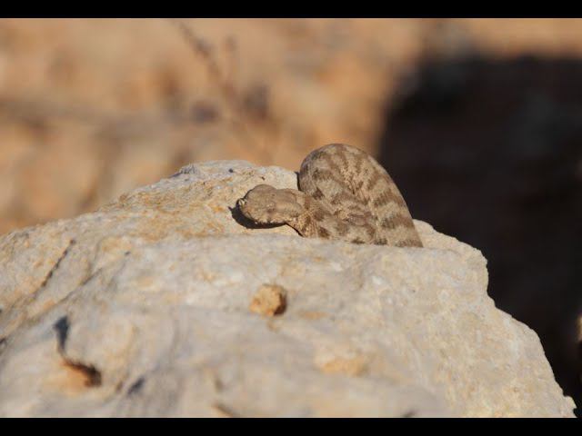 Встреча с гюрзой на Кипре в декабре.  Meeting with a Blunt-nosed Viper in Cyprus in December.