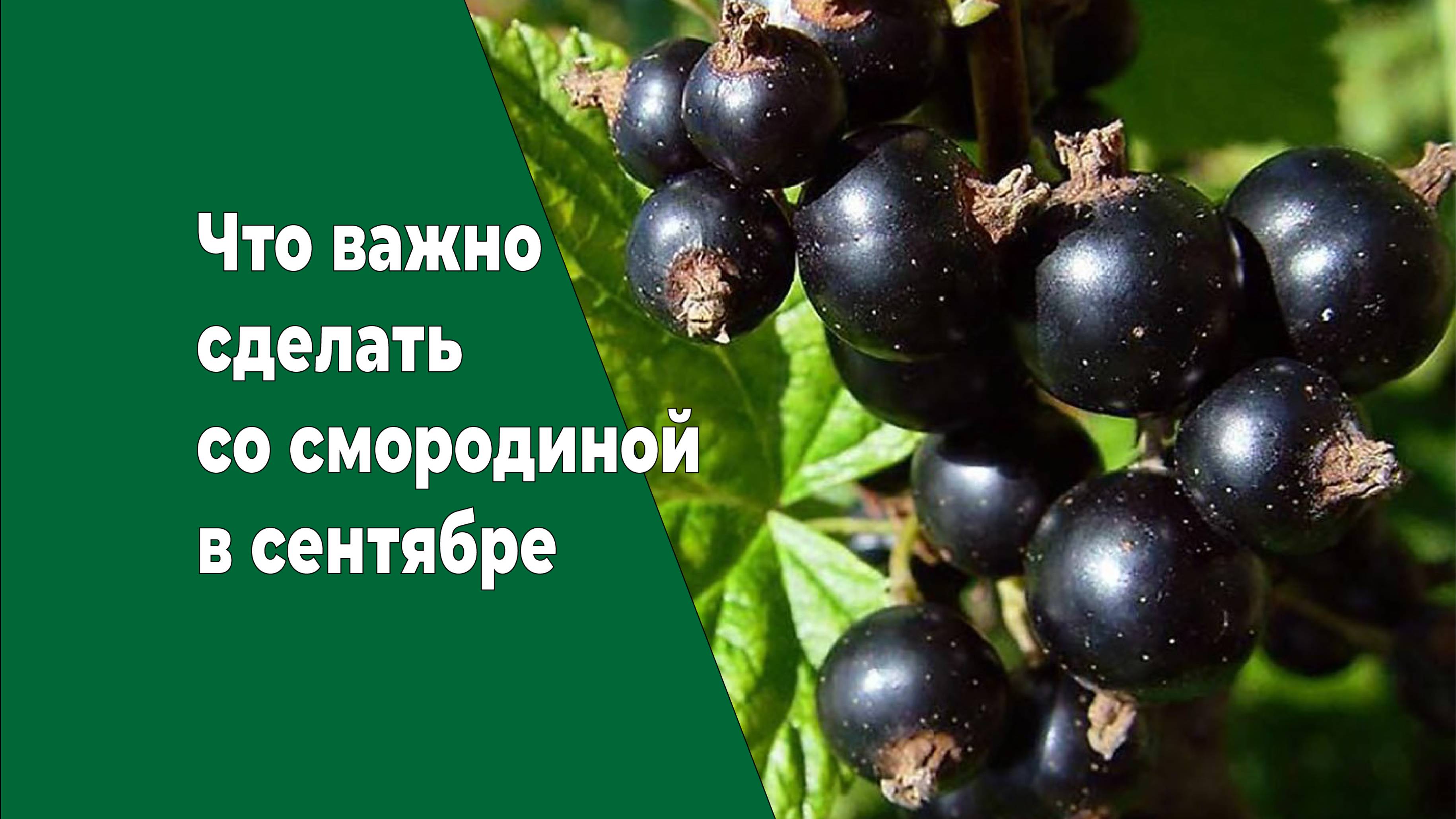 Что важно сделать со смородиной осенью, чтобы увеличить урожай в следующем году.