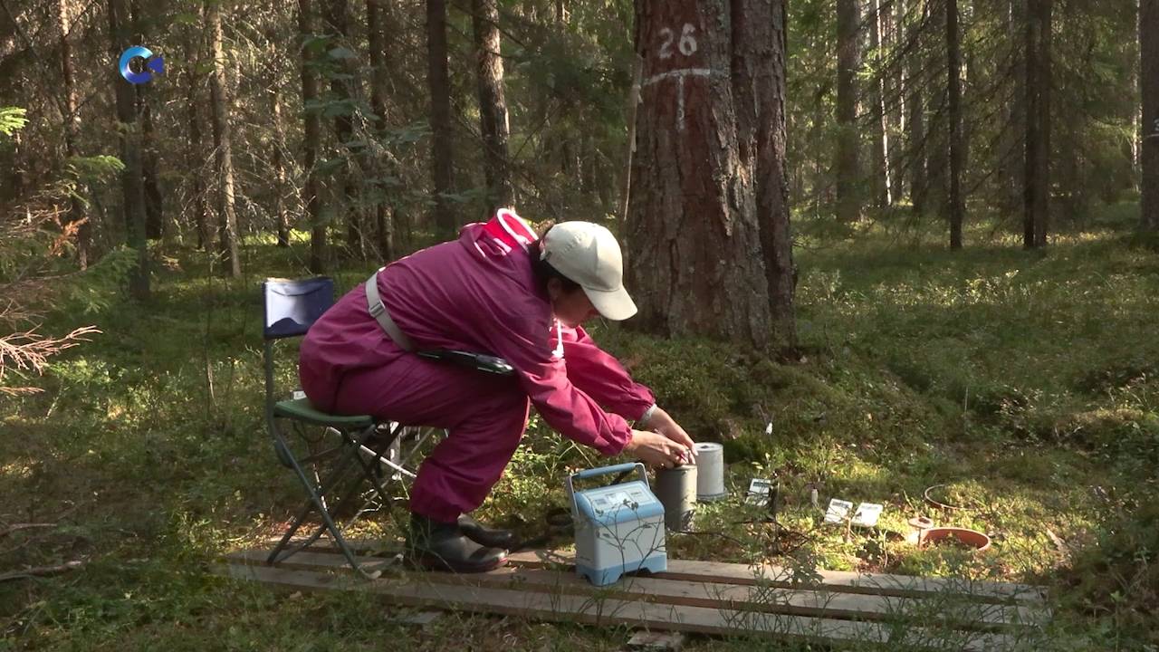 Петрозаводск стал центром обсуждения проблем экологии регионов стран БРИКС