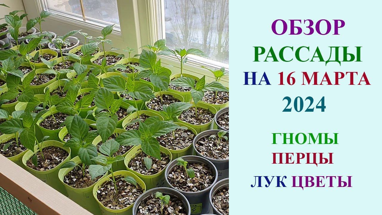 ОБЗОР РАССАДЫ НА 16 МАРТА 2024. ГНОМЫ, ПЕРЦЫ, ЛУК, ЦВЕТОЧНЫЕ КУЛЬТУРЫ.