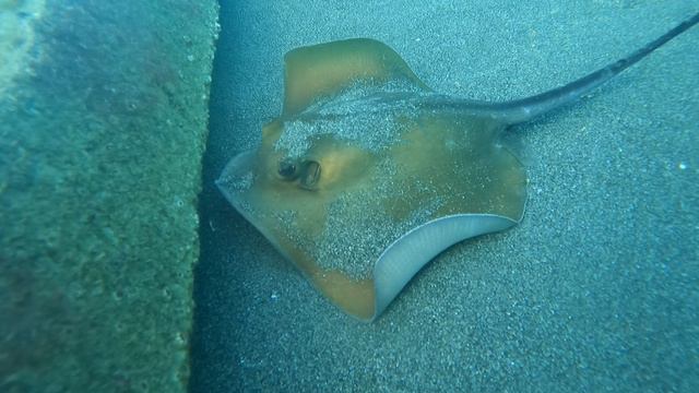 Морской кот