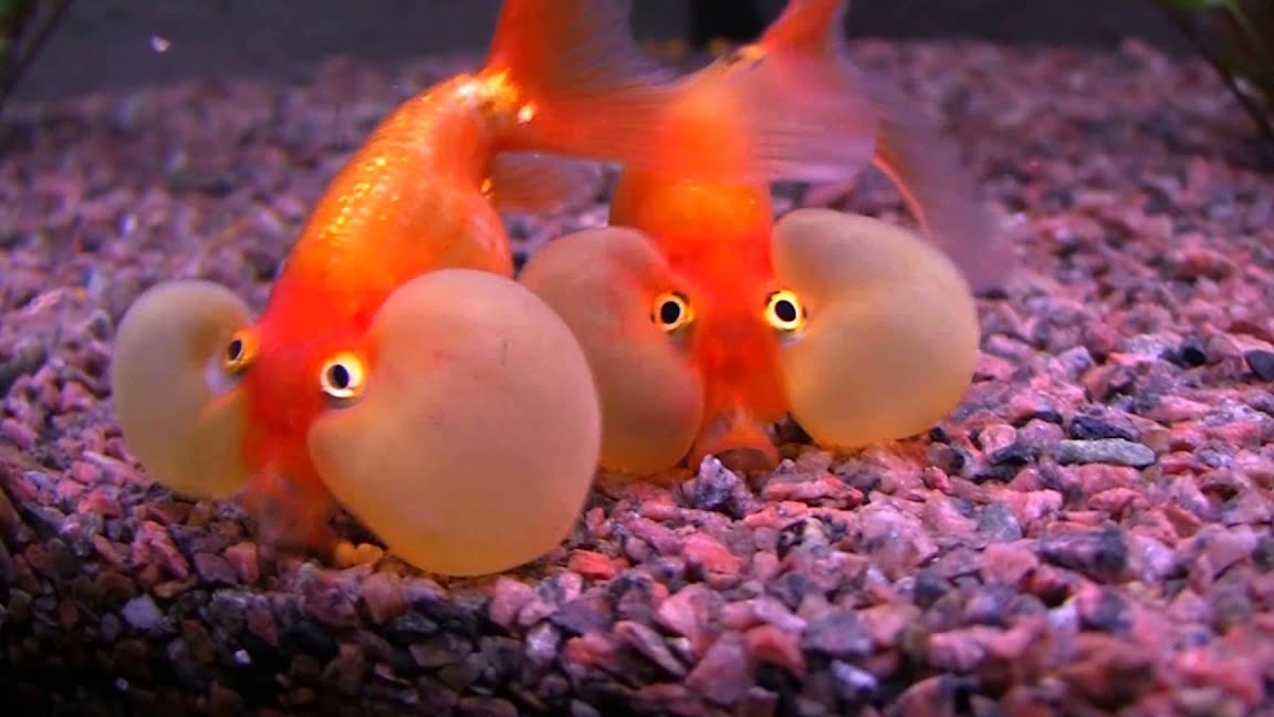 Аквариумные рыбкиЗолотая рыбка  Водяные глазкиШуйгнон bubble eye goldfish