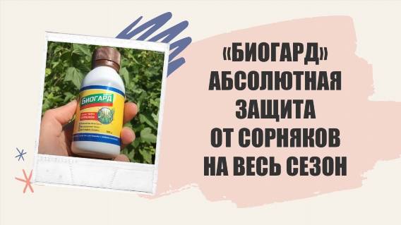 БОРЬБА С СОРНЯКАМИ КАРТОФЕЛЯ ВМЕСТО УКСУСНОЙ ЭССЕНЦИИ