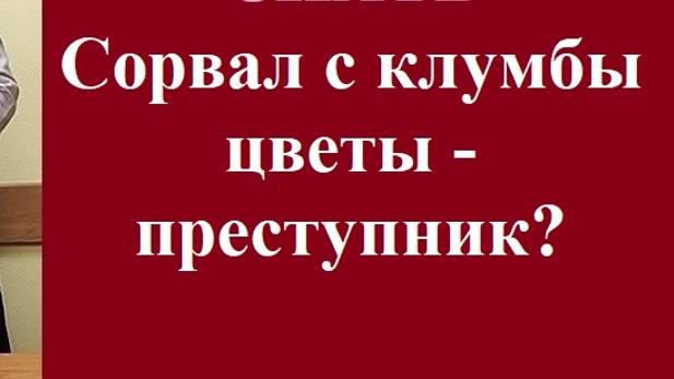 Сорвал с клумбы цветы – преступник? #цветысклумбы #правонарушение #вашеправознать #юридическаяпомощь