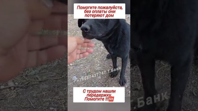 ПОМОГИТЕ НЕ ПОТЕРЯТЬ ВРЕМЕННЫЙ ДОМ 🚨🚨🚨