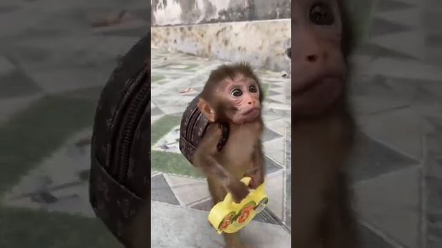 кушать кушать #funnymonkey