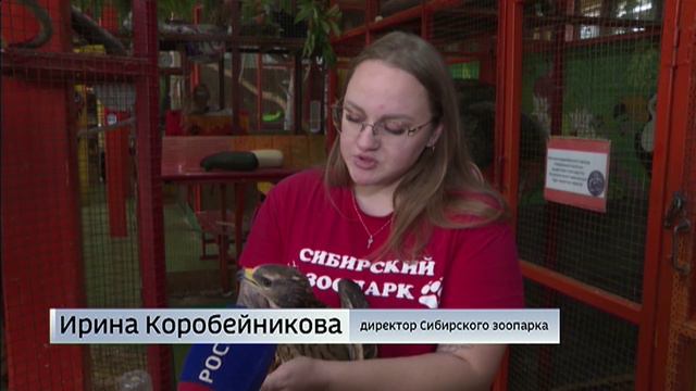 Дикую хищную птицу обнаружили дачники из поселка Олха в Шелеховском районе