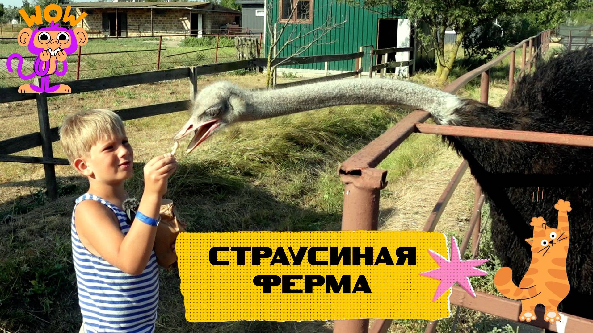 Страусиная ферма, кормим гигантских птиц, пробуем стейк из страусятины! Керчь, Крым.