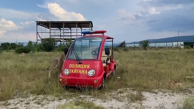 Как львы дальнего прайда сами ДЕЛИЛИ МЯСО!