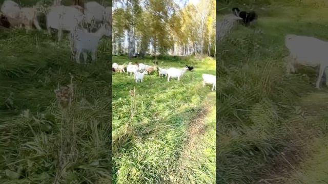 Батыр 🐕🦺 - великан с добрым сердцем мечтает стать пастухом, но козы 🐐 не спешат его слушаться