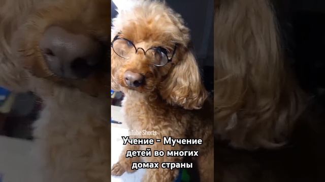 Слёзы сентября