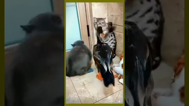 гусь коту не товарищ🦆