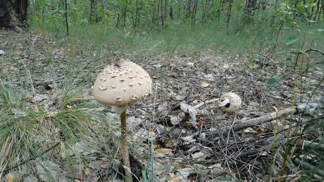 За ГРИБАМИ - 2! ЗАСУХА И ЭКСТРИМ!