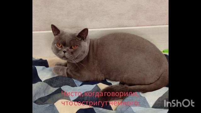 неудачная стрижка