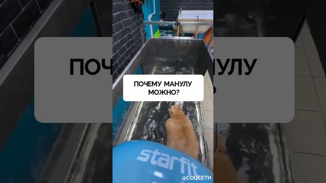 Крошик продолжает сидеть на диете.  Пока манул Тимоша пытается до зимы потолстеть еще на 2,5 кг