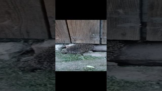 Незваный вечерний гость😆🦔👍