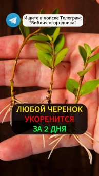 Укореняем ЧЕРЕНКИ За ОДИН День Народный Стимулятор Роста Для Черенков