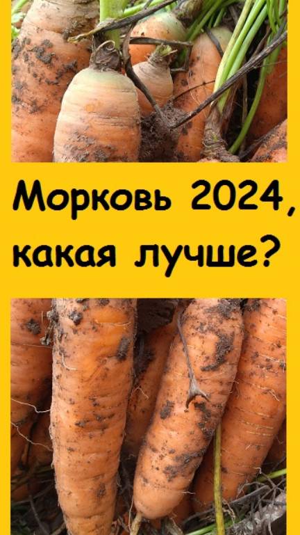 Убрала морковь, показываю, какой сорт дал лучший урожай в этом году