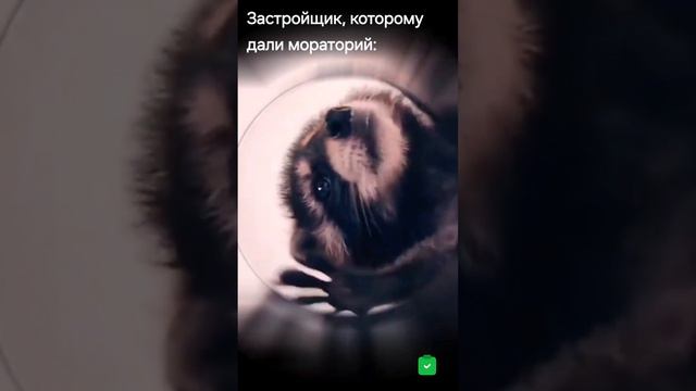 Застройщики, когда услышали о моратории на выплаты 😂