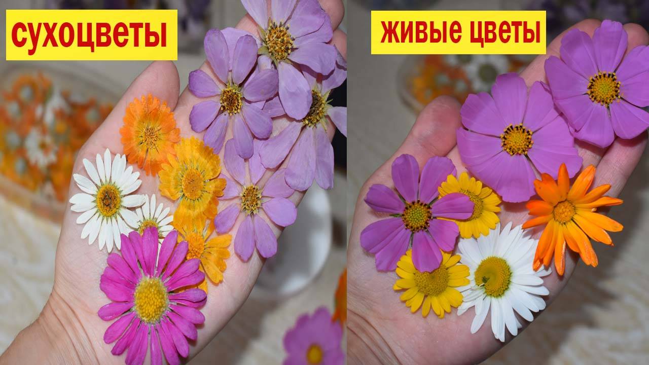 КАК СУШИТЬ ЦВЕТЫ🌺 Сухоцвет не отличить от живых цветов!🌺 Объемная сушка🌺 Где взять сухоцветы_ 🌺