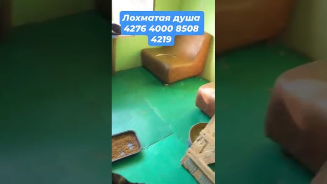 Делаем анализы кошкам