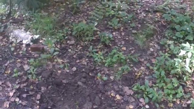 Чуток походил с металоискателем около дома лесника 👇👍👍👍