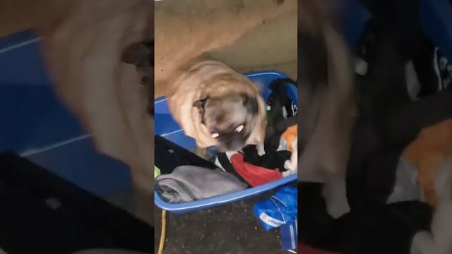 Vibing Pug (Original) with no music #рек #mrbeast #а4 #edisonpts #top #pewdiepie #рекомендации #omg
