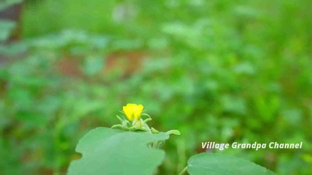 CUCUMBER HARVESTING AND COOKING வெள்ளரிக்காய் கூட்டு Traditional Village Vegetarian Recipe VGC