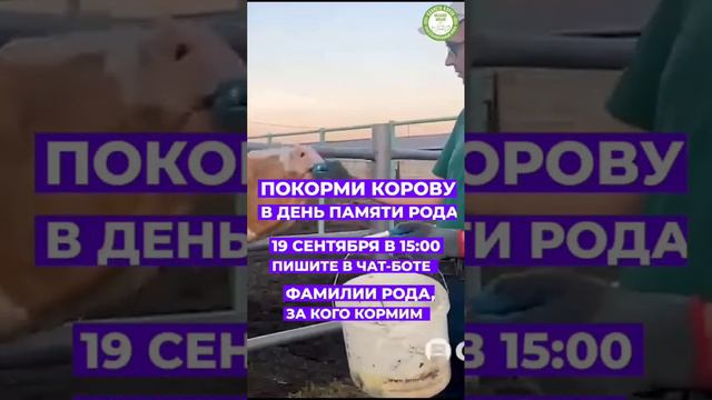 Кормление коров 19 сентября