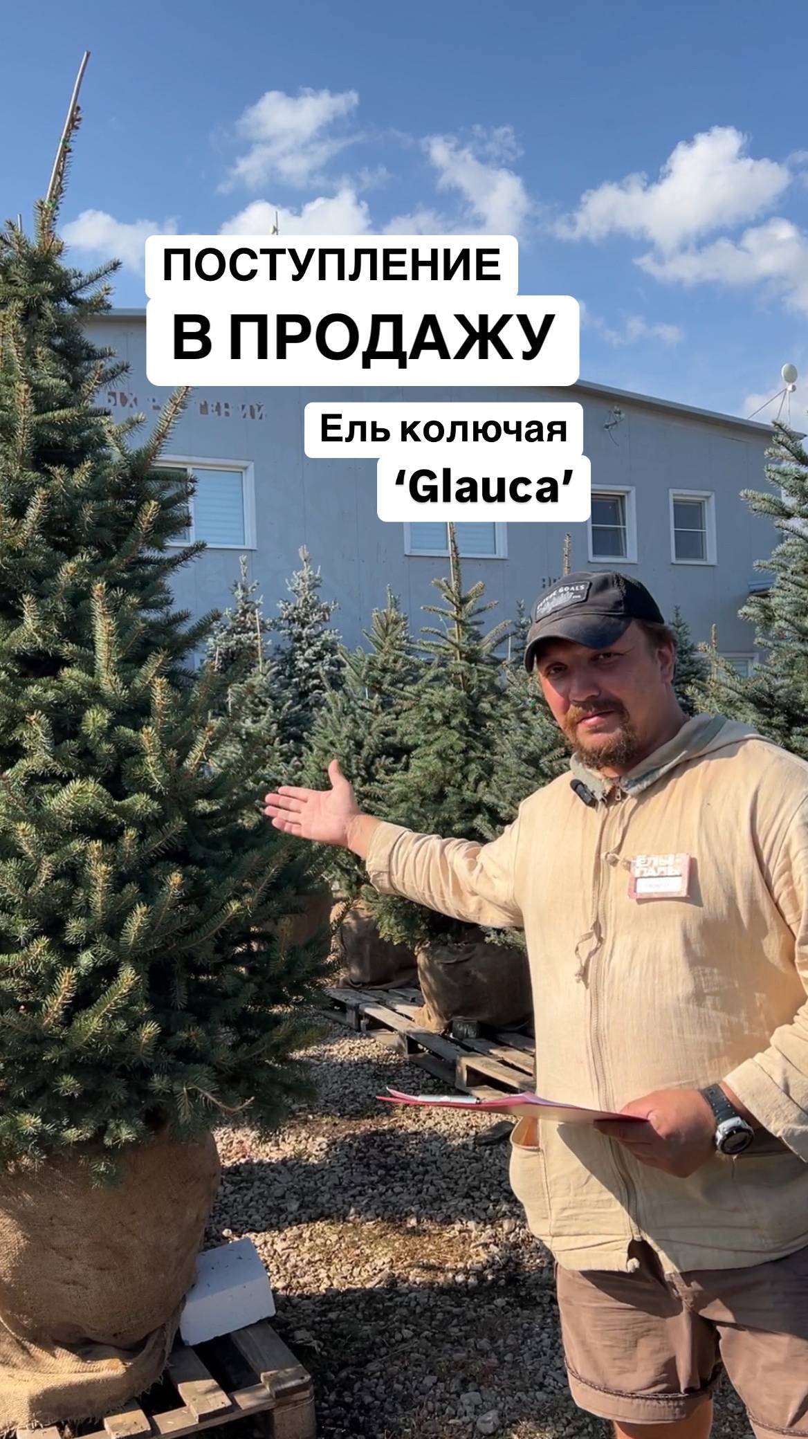 Поступление в продажу! Ели колючие `Glauca`