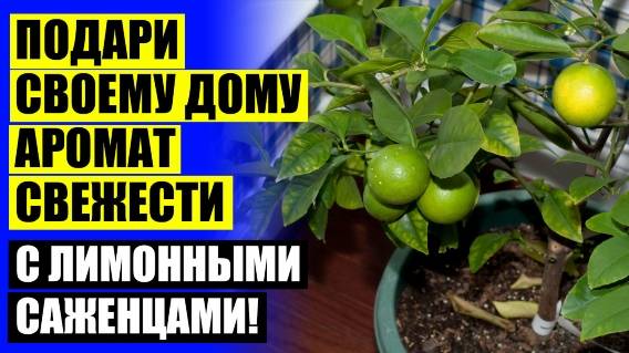 Цитрусовые в горшках купить ⚠ Лимон дерево купить москва ❕