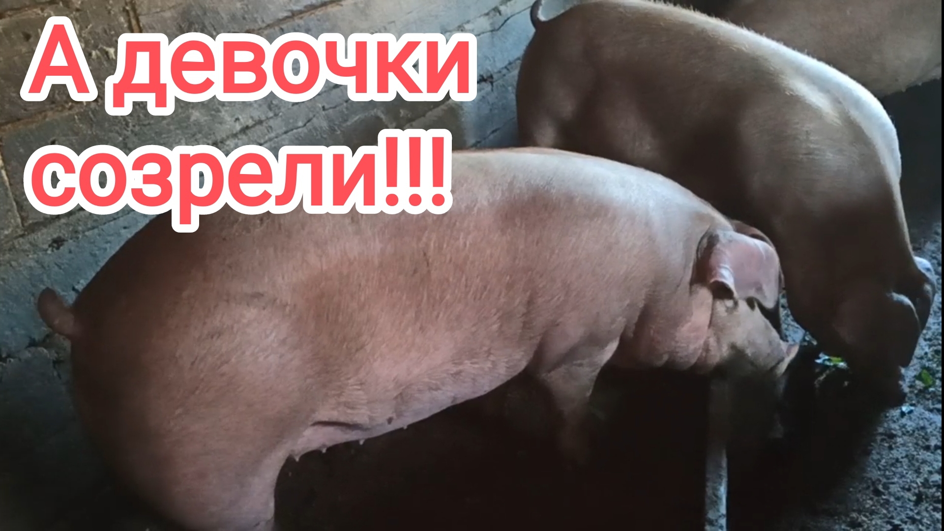 Ремонтные свинки пришли в охоту!!! #пьетрен #свиноводство #гибрид #кантор #лпх #уфа #жизнь_в_деревне