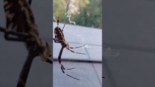 Такой паучок однажды меня кусал🦂