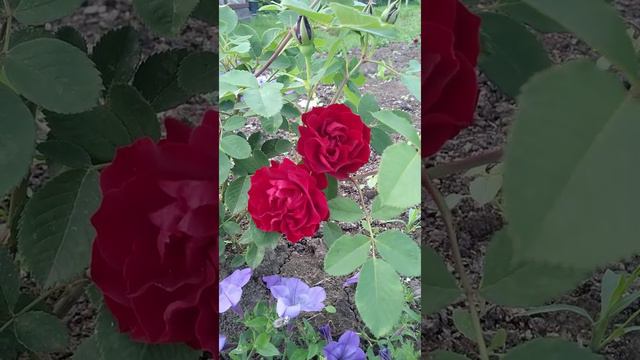 ХОУП ФО ХЬЮМАНИТИ