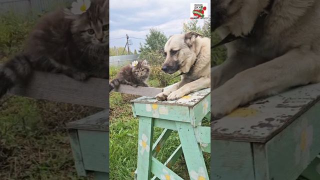 Сестричка Чепусика навестила Бакса 😻🌼🐶