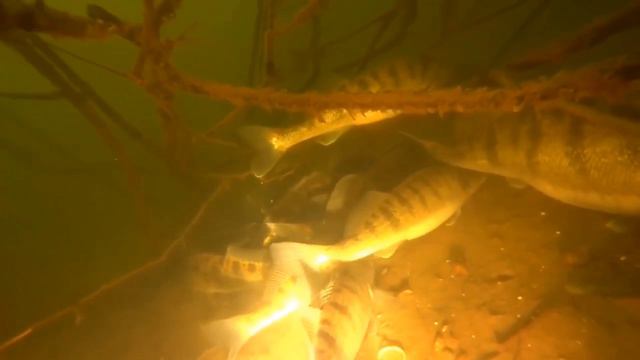 Подводная охота, трофей есть остались ещё места!