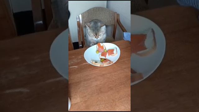 Кот Мартин и оливка