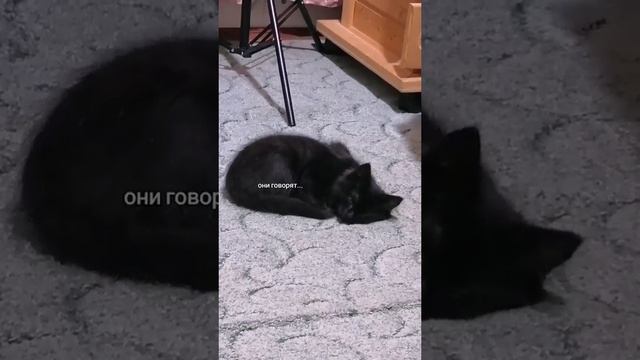 Бедни котик(