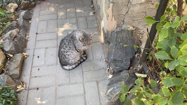 19-09-2024Кругом тля,что творится весь город в дыму.