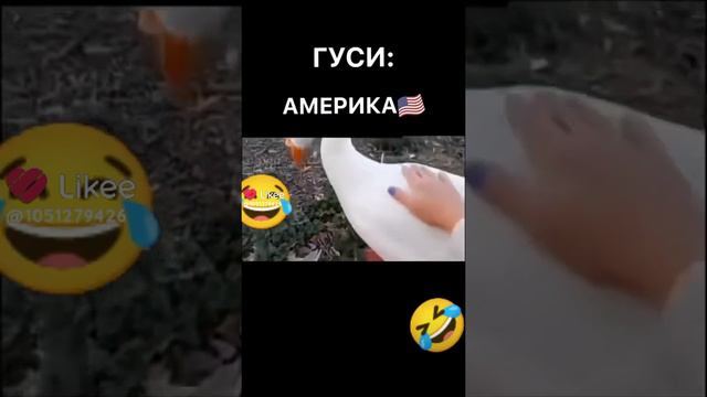 Типичные гуси, в Росси и в Америке