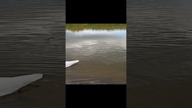 На пруду плавают лебеди и утки😍🦢👍