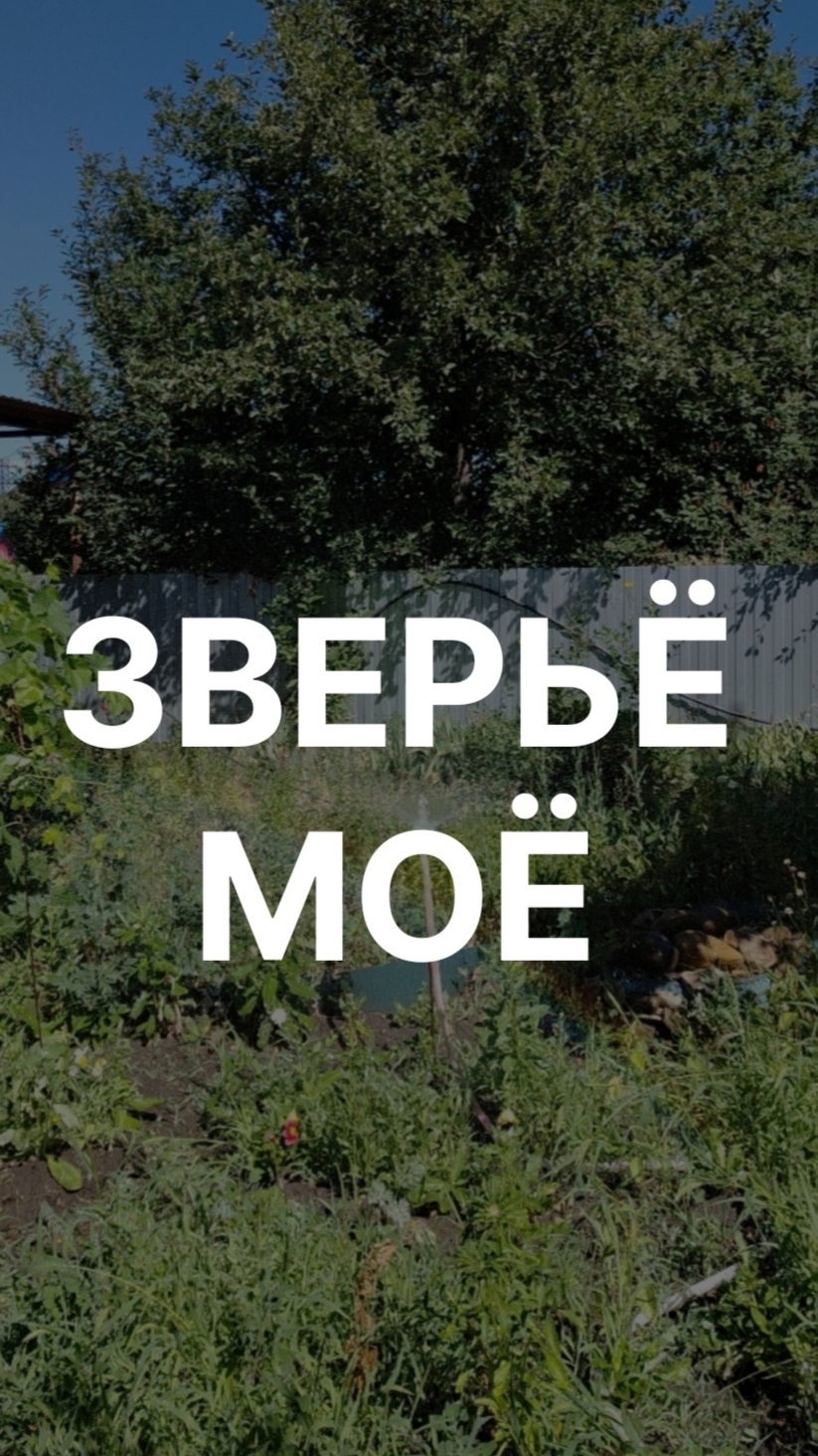 Зверьё моё