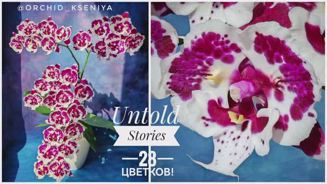 Phal.Untold Stories butterfly 🌸 Первое домашнее цветение голландской орхидеи бабочки | Обзор сорта