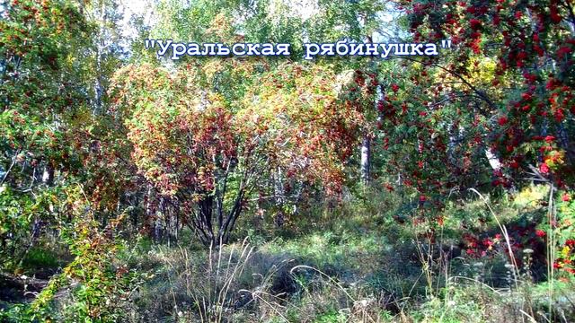 Озерск. Прогулка по осеннему лесу