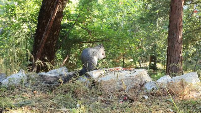 Кошачий мир – видео с природой, птицами и другими кошачьими спутниками.