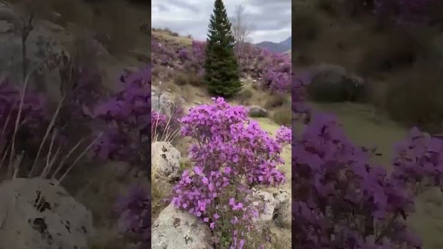 АЛТАЙ ЦВЕТЕНИЕ МАРАЛЬНИКА ️13-19 мая. Эта поездка будет максимально комфортной! Ждем тебя ☀