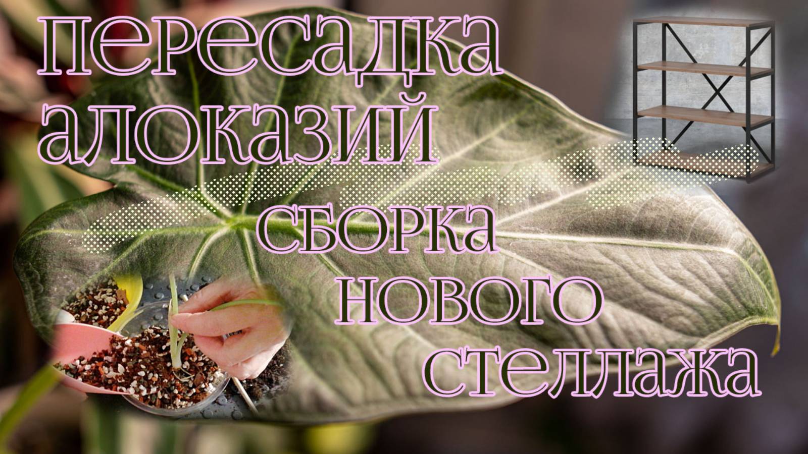Гидропоника / Пересадка алоказий в минералку / Распаковка и сборка стеллажа