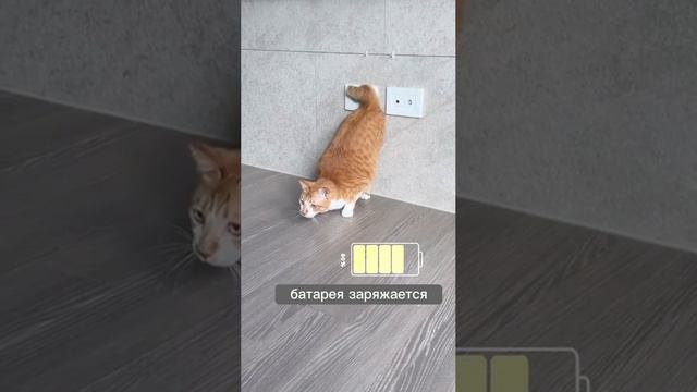 Инструкция к подзарядке котика🐈👌😻